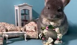 娱乐吃瓜宠物,吃瓜宠物们的欢乐日常