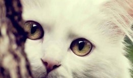 娱乐吃瓜酱桂花猫,揭秘娱乐圈那些不为人知的幕后故事