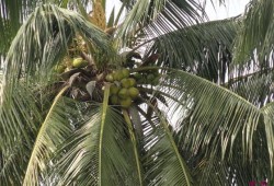 娱乐吃瓜酱椰树,娱乐吃瓜酱椰树，带你领略热带风情