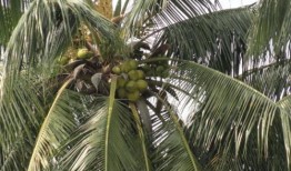 娱乐吃瓜酱椰树,娱乐吃瓜酱椰树，带你领略热带风情